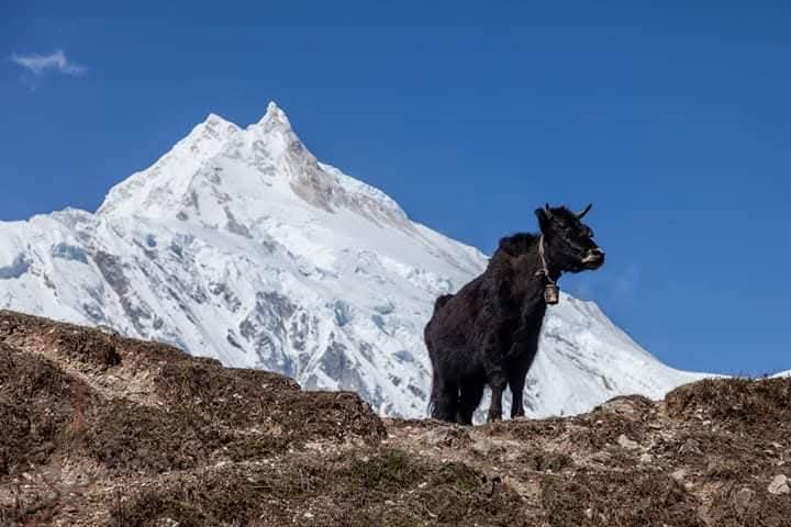 Annapurna Circuit Trek with Poonhill 2026 - view 8